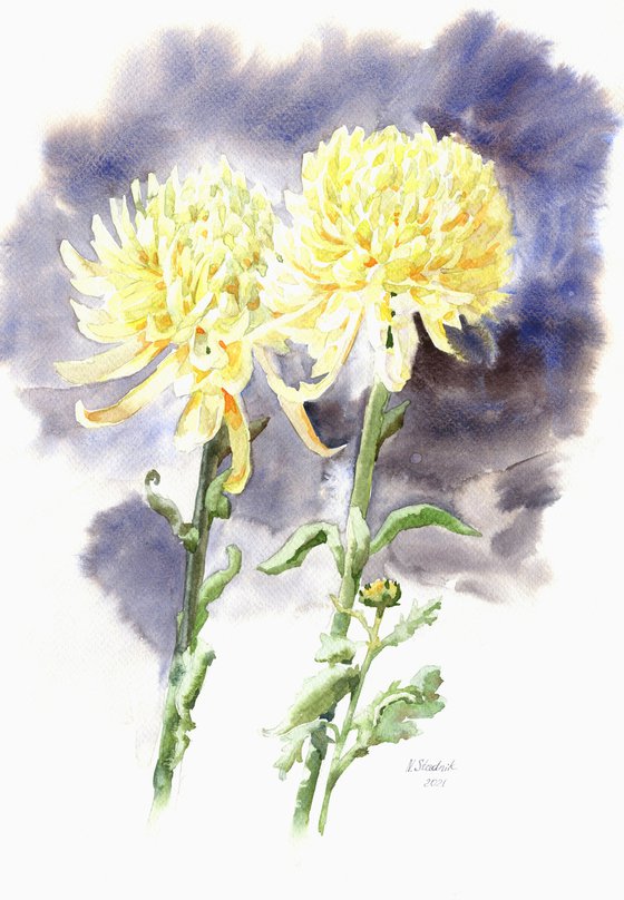 Ukrainian watercolour. Autumn. Chrysanthemums