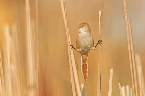 Photography | Birds | Panurus biarmicus by Boris Belchev