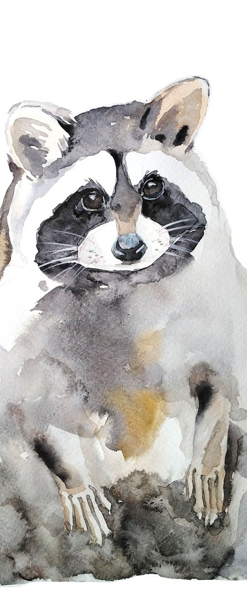 Raccoon watercolor by Tanya Amos