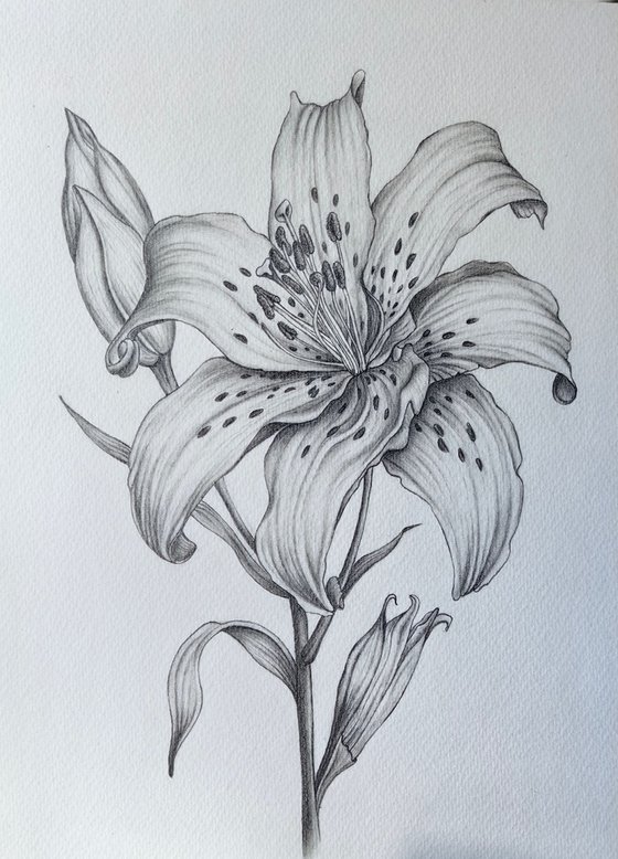 Lily