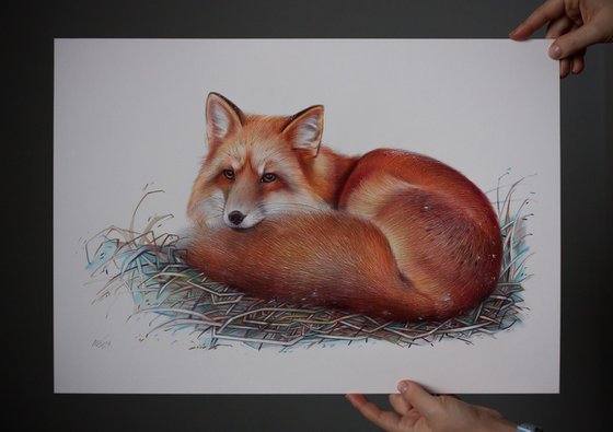 Red Fox