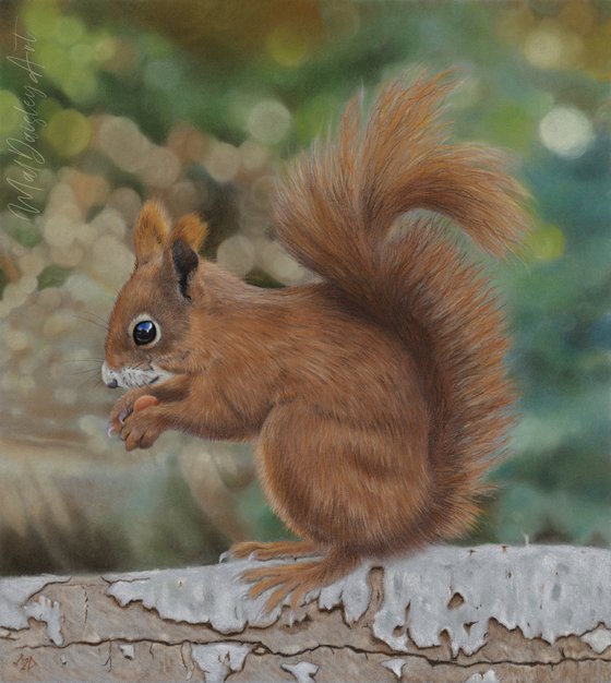 A Red Squirrel