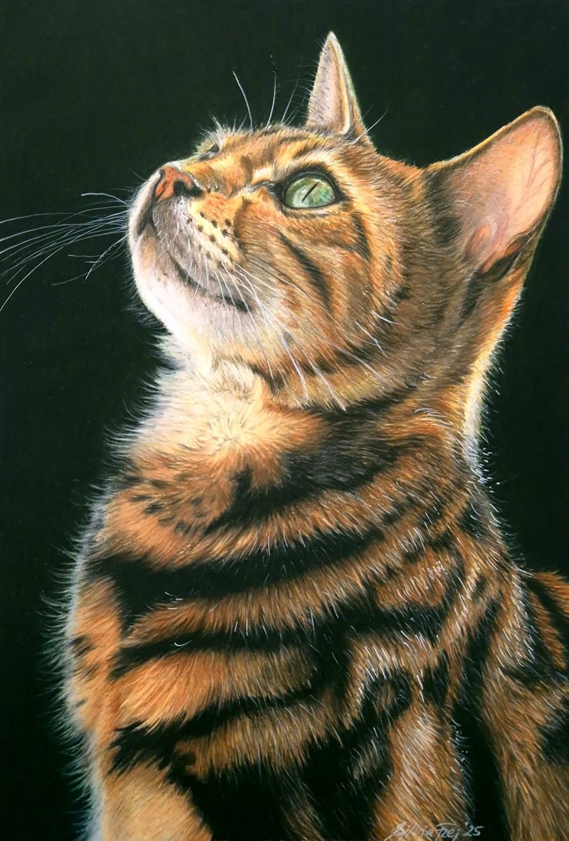 Photorealistic Animal Pencil Drawing By Silvia Frei, 13 X 17", Bengal Beauty, Original Artwork