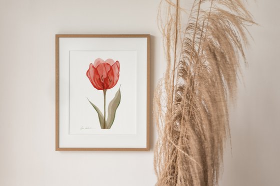 Xray Red Tulip