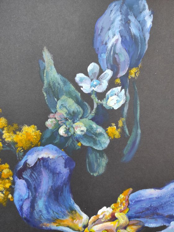 Blue tulips and yellow mimosa on women's day on black paper