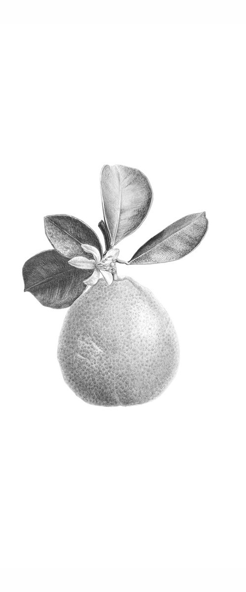 Calamondin, citrus drawing by Yuliia Prokopchuk