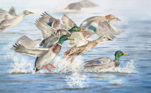 Wild Ducks Take off - Dynamic Take off of Wild Ducks by Olga Beliaeva Watercolour