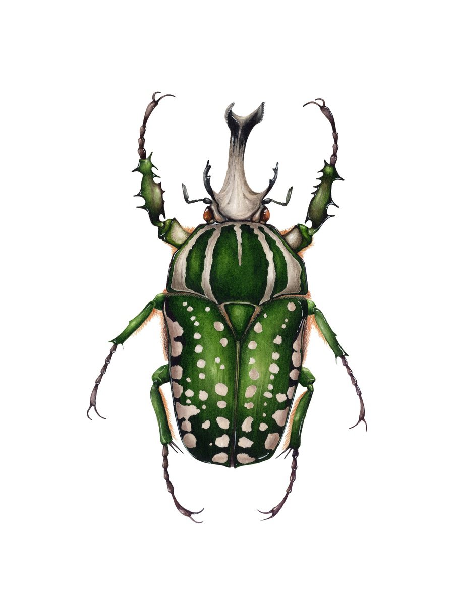 Photorealistic Animal Watercolour By Katya Shiova, 10 X 14", Mecynorchina Polyphemus, Original Artwork