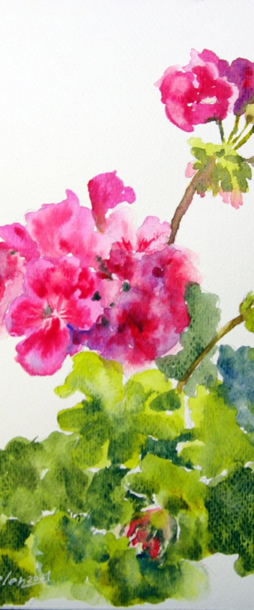 Blooming pelargonium sketch by Elena Gaivoronskaia