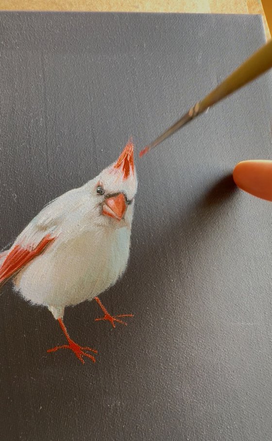 Cardinal Albinos