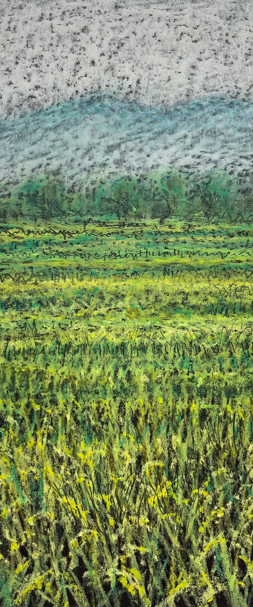 Hazy Afternoon Rice Fields by David Lloyd
