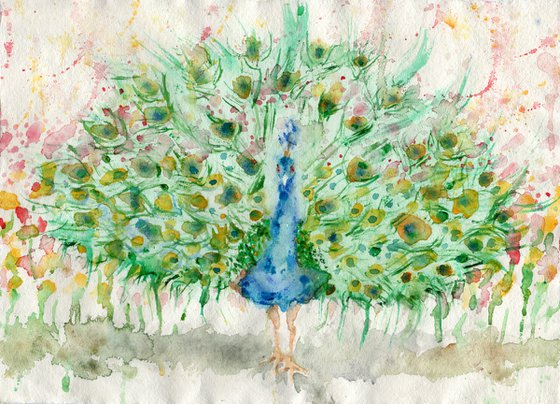 Colourful peacock