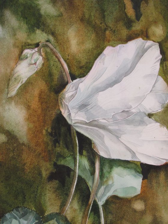 Winter Cyclamen