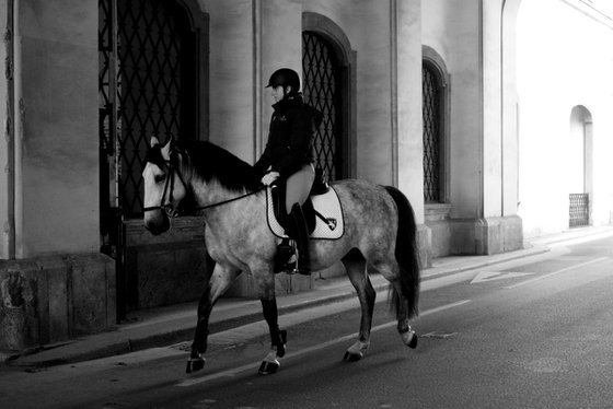 Lipizzan Stallion In Vienna