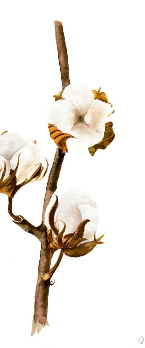 Cotton flower on the white background by Olga Tchefranov (Shefranov)