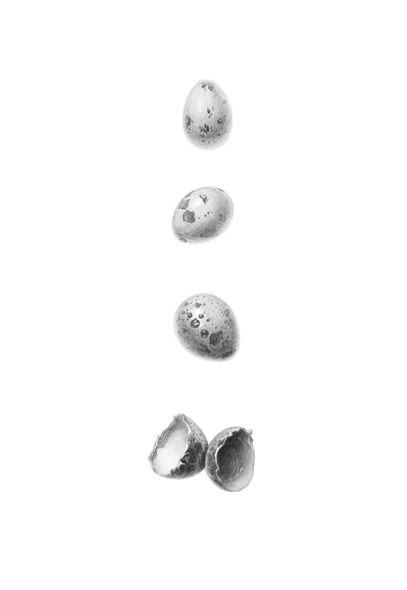 Photorealistic Pencil Drawing , The Fragility Of Life. Quail Eggs Drawing By Yuliia Prokopchuk, 11 X 17, Artwork For Sale On Artfinder