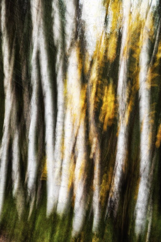 Birches (studio 2)