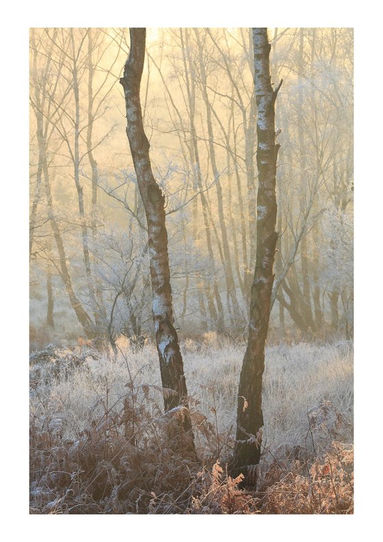 December Birches