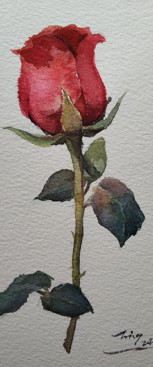 Rose 7 by Jing Chen