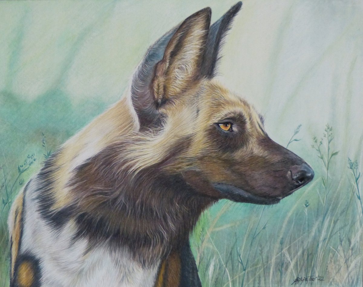 African Wilddog portrait by Silvia Frei