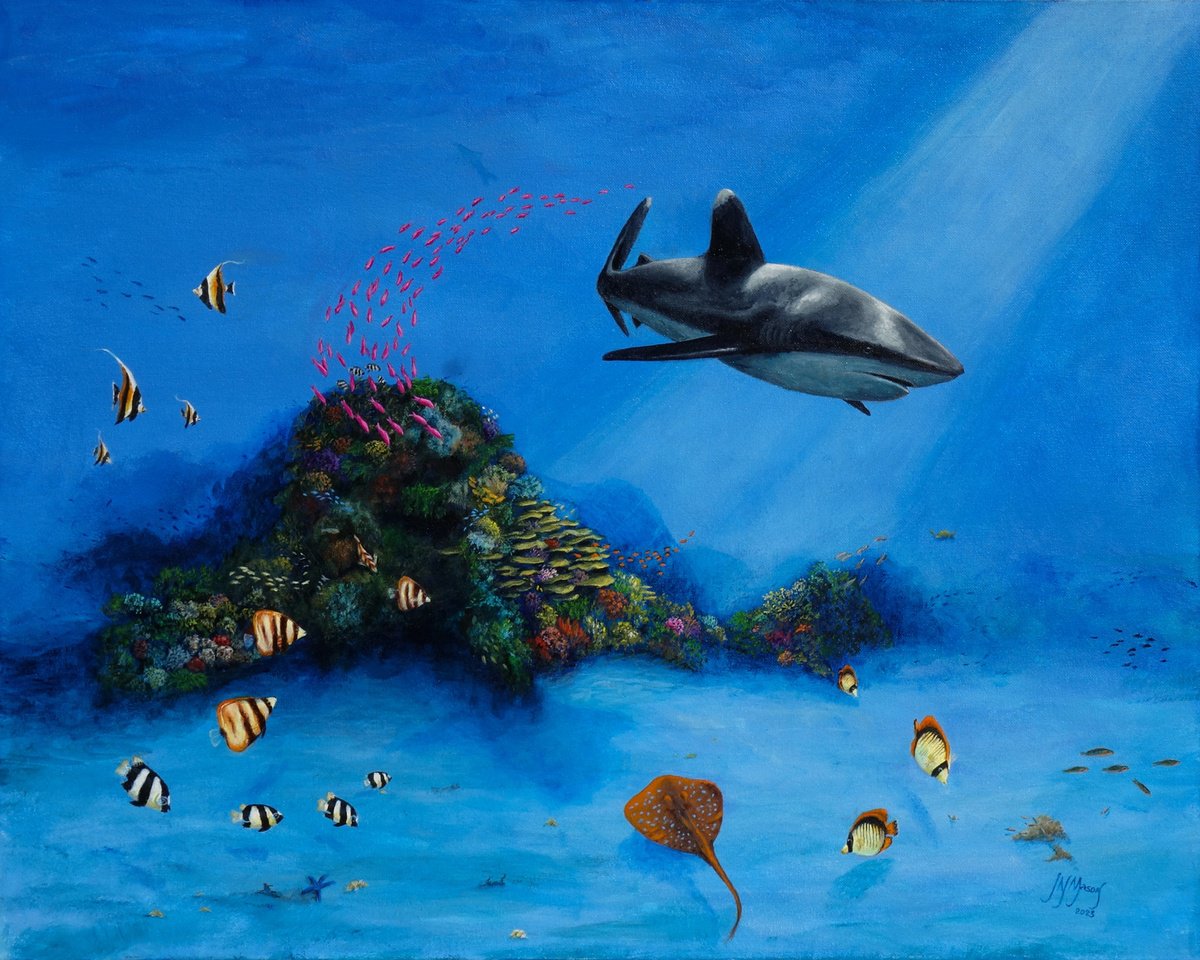 Reef Shark by John N Mason