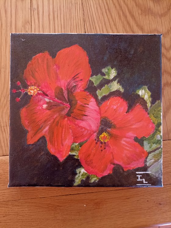 Hibiscus flowers