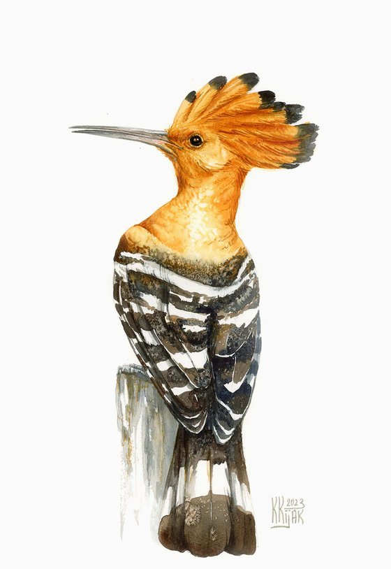 Crest of Pride: A Portrait of the Hoopoe