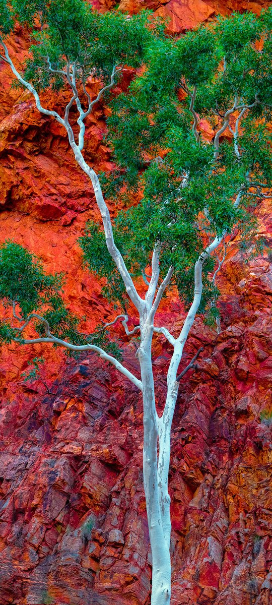 Photorealistic Landscape Photograph By Nick Psomiadis, 24 X 52", White Sally, Original Artwork