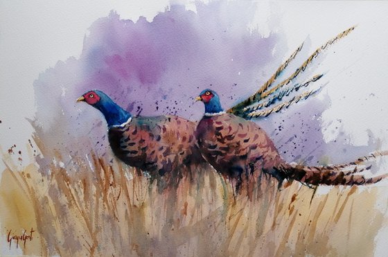 pheasant 3