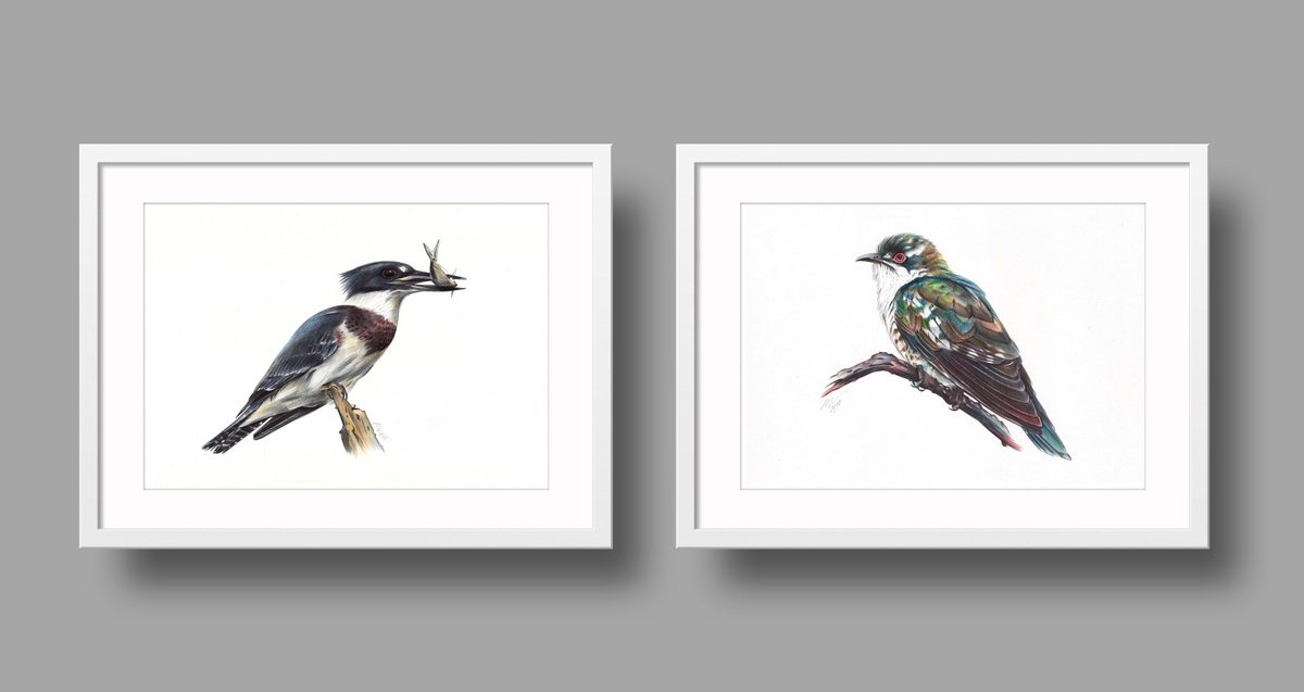 Photorealistic Animal Drawing By Daria Maier, 13 X 9, Birds Collection Vi, Original Artwork