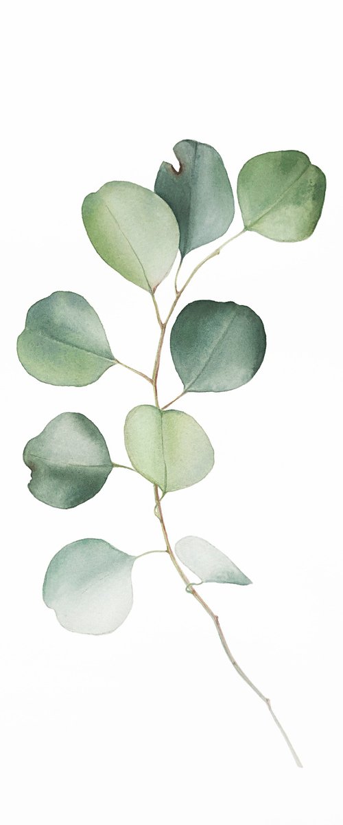 Eucalyptus branch. Original watercolour artwork. by Nataliia Kupchyk