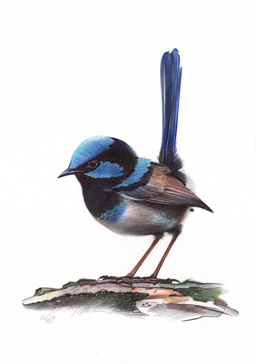Photorealistic Animal Drawing By Daria Maier, 9 X 13, Superb Fairywren, Original Artwork
