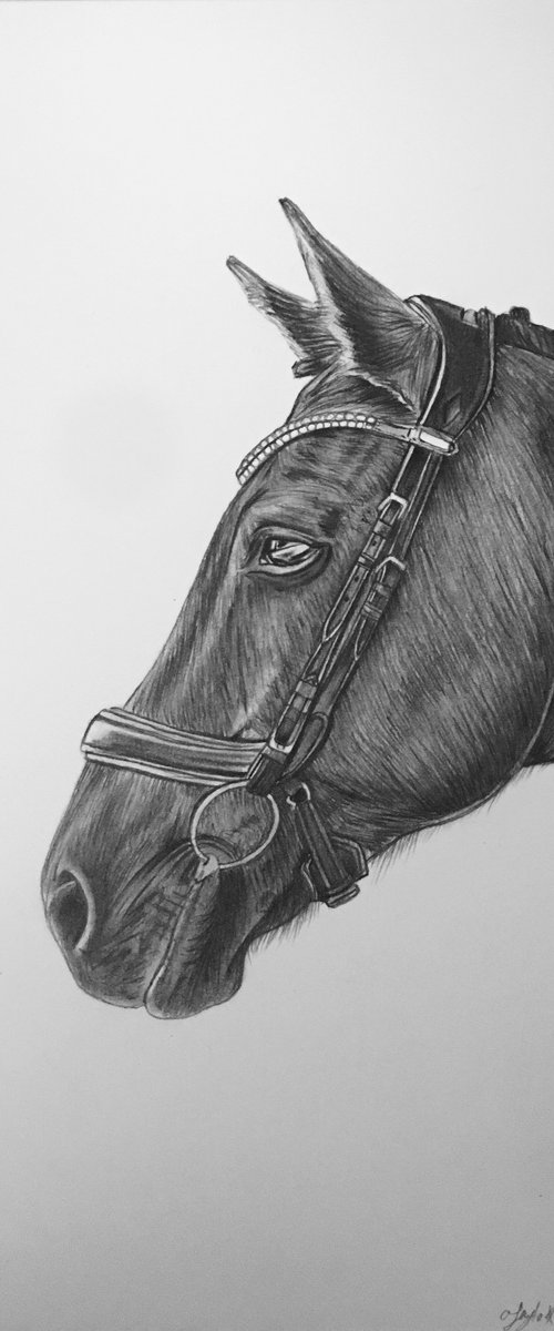 Horse portrait by Amelia Taylor