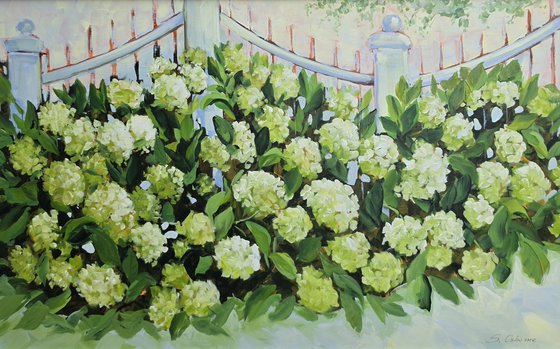 White Hydrangeas by the Fence