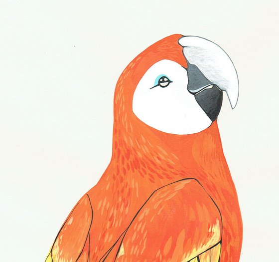 After Audubon . Scarlet Macaw