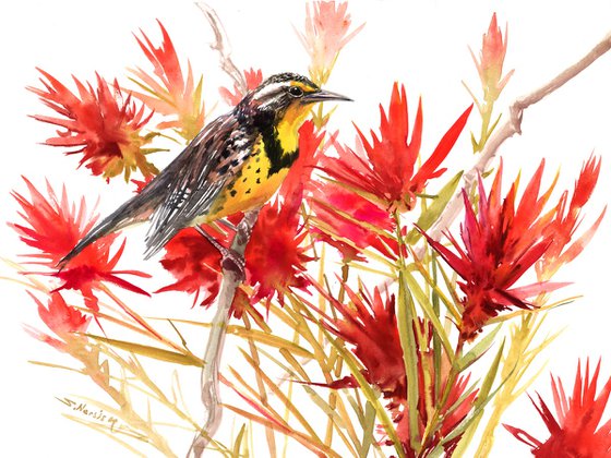 Meadowlark and Paintbrush