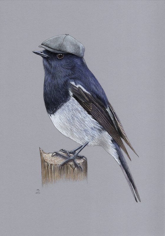 Original pastel drawing bird "Blue-capped redstart"
