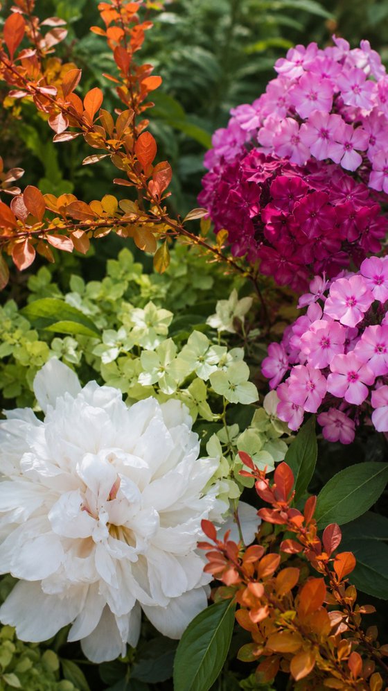 Laughing Flowers #3