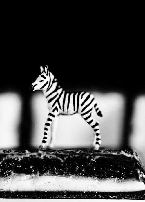 Chocolate Zebra #1 by Marc Ehrenbold