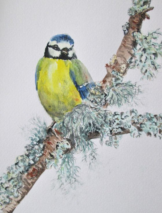 Blue Tit Bird on Mossy Branch