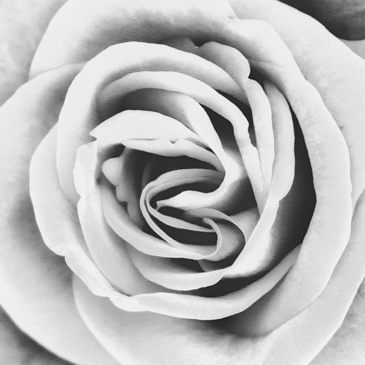 Photorealistic Photograph , Rubellite Rose Noir Palm Springs Ca By William Dey, 22 X 22, Artwork For Sale On Artfinder