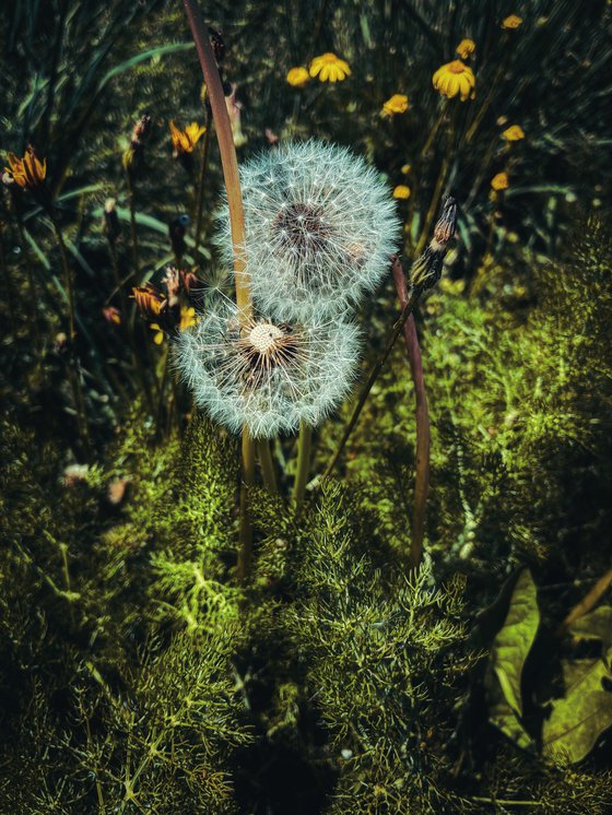 Flowers to the sky