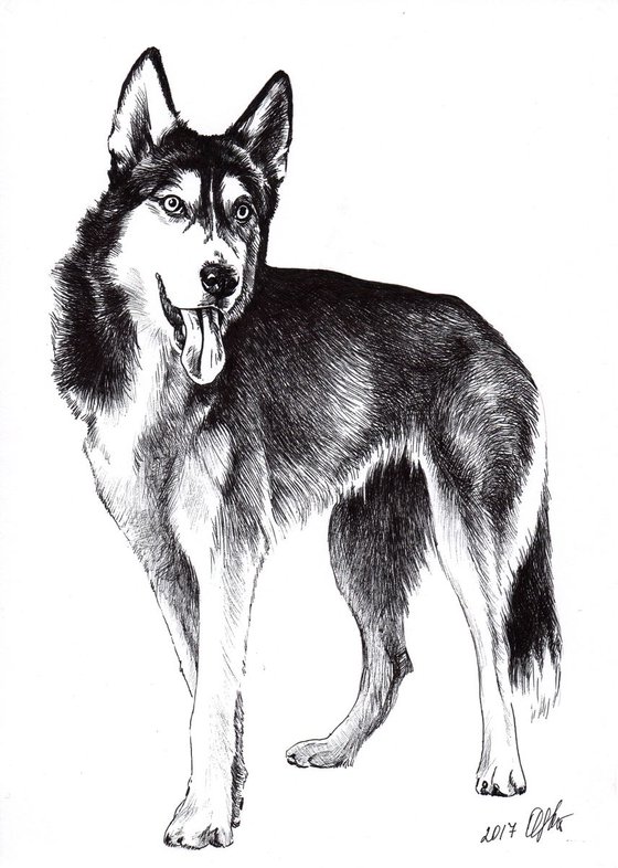 Ink portrait of Husky dog. 21x30 cm