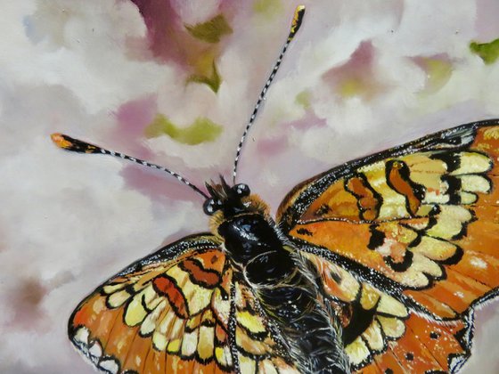 The Famous Spanish fritillary