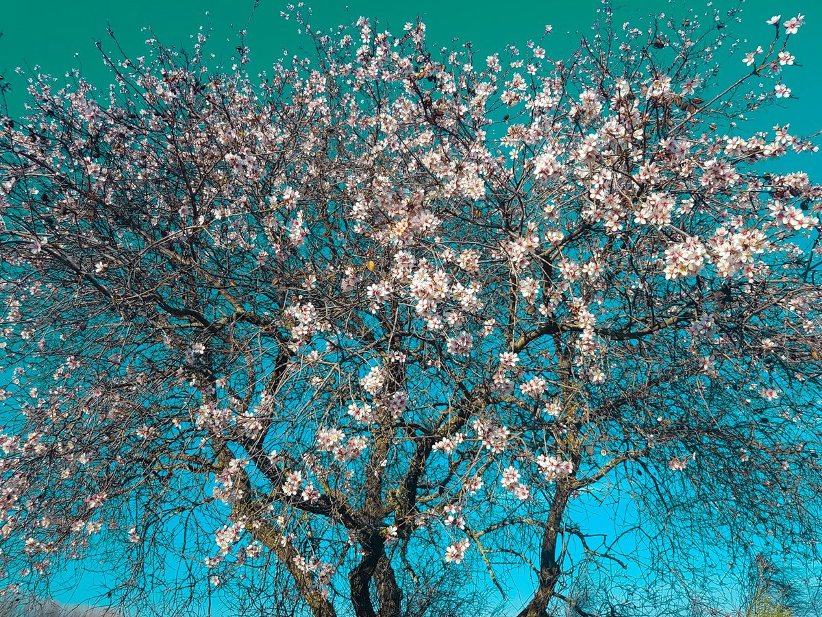 The Almond Tree (Framed) by Viet Ha Tran