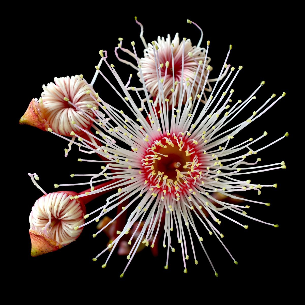 Photograph , Summer Beauty By Nadia Culph, 31 X 31, Artwork For Sale On Artfinder