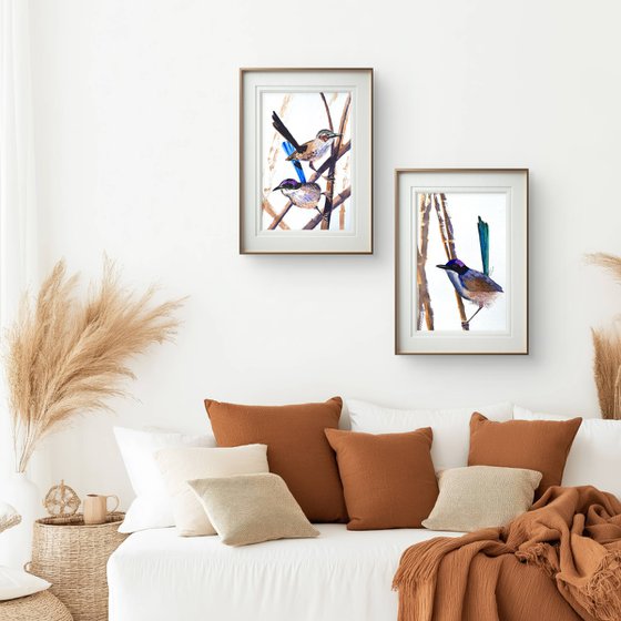 Purple-crowed Fairy-wrens