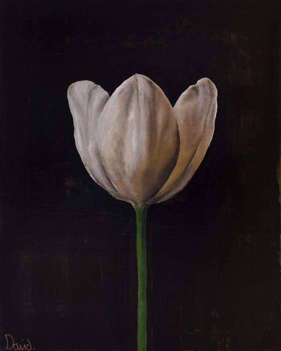Tulip (open)