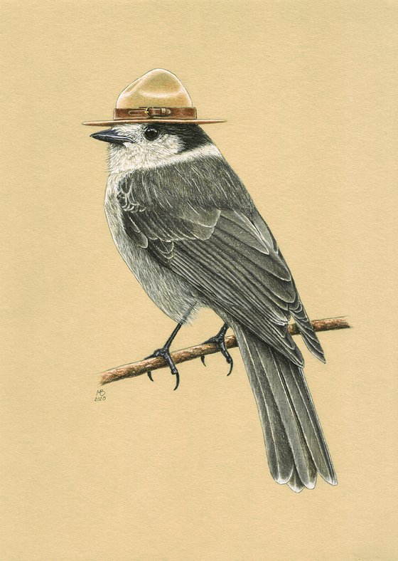 Original pastel drawing bird "Canada jay"