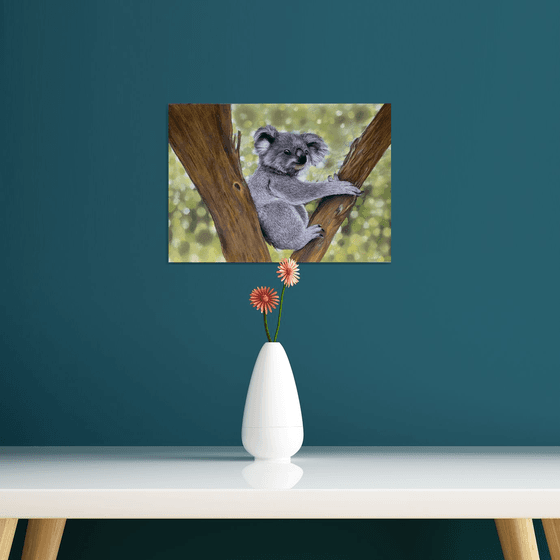 Koala